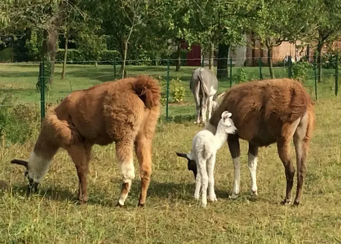 Hébergement de vacances Maison De L'horloge Courcelles-sous-Moyencourt